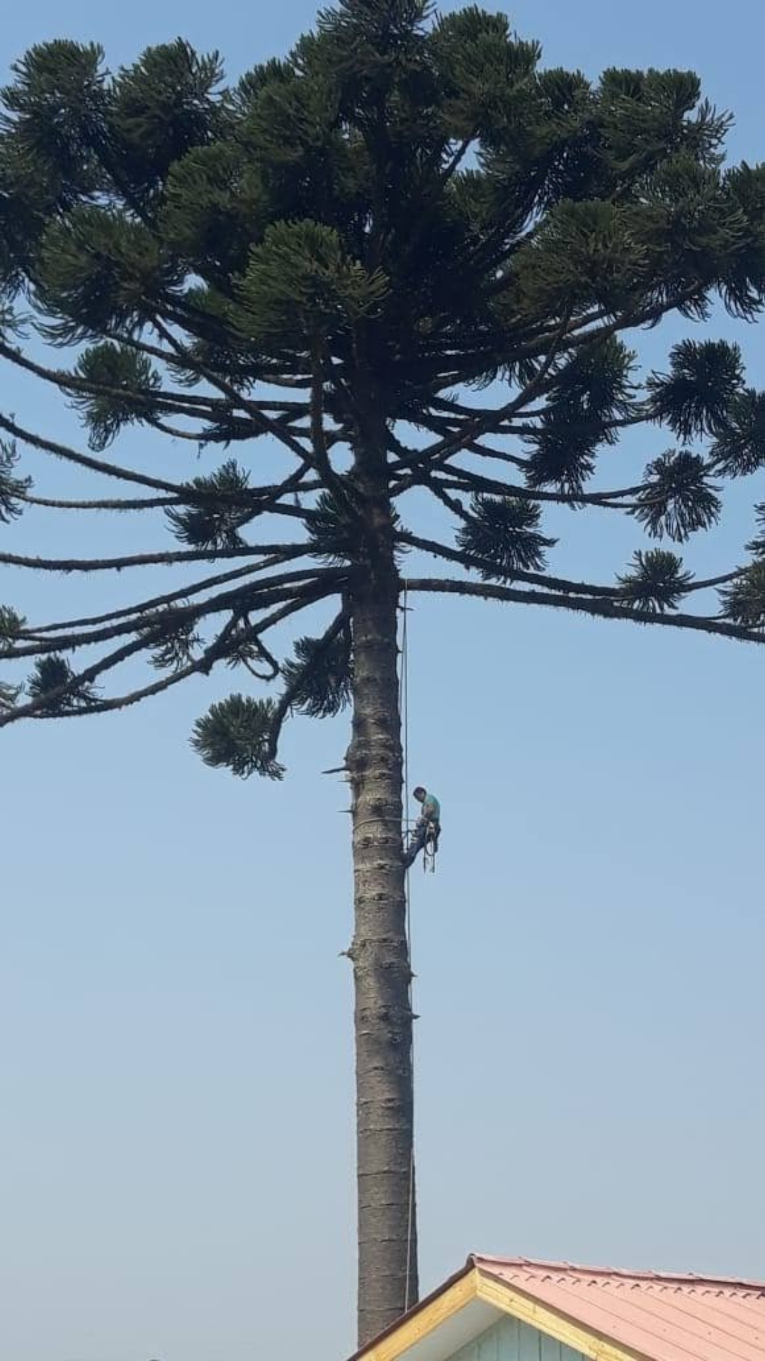 Corte e Poda de Árvores em Curitiba e Região Metropolitana