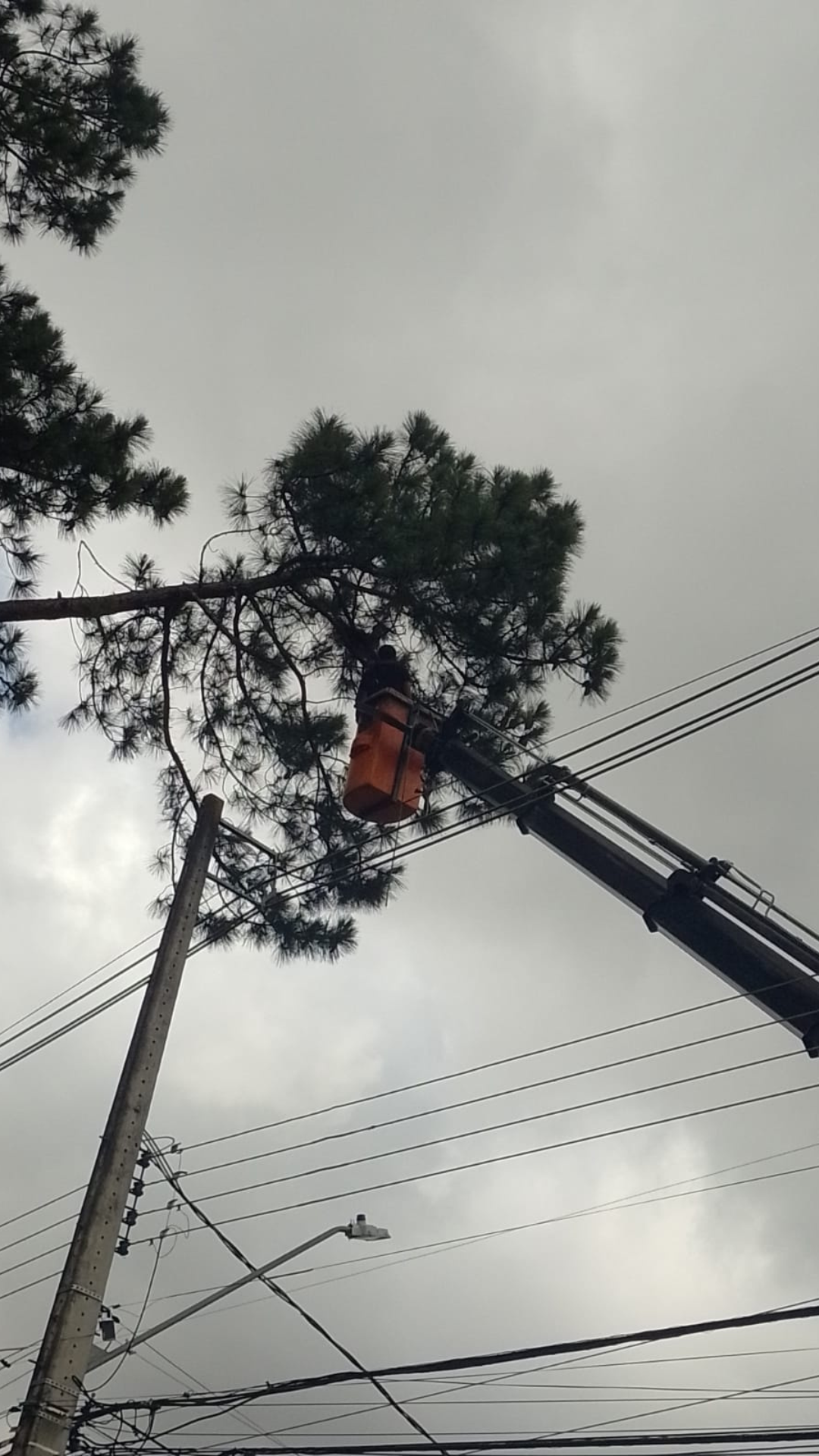 Corte e Poda de Árvores em Curitiba e Região Metropolitana