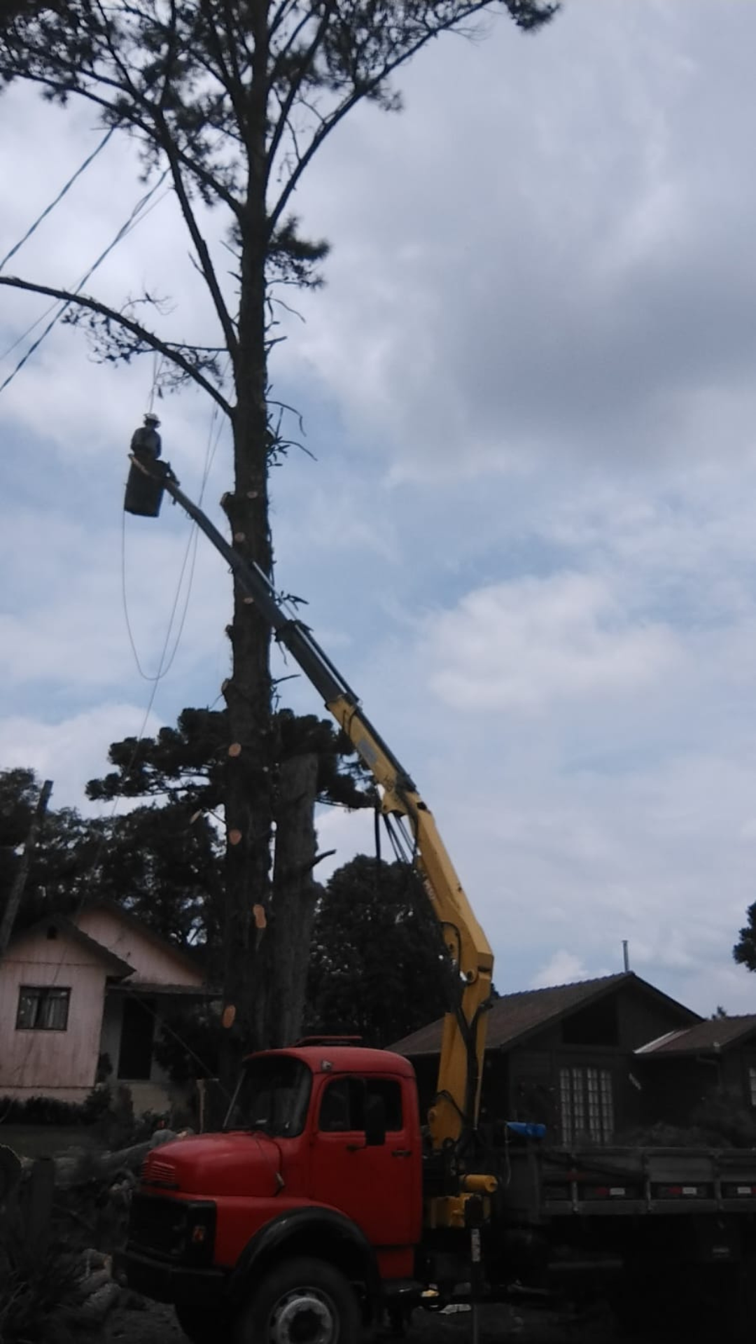 Corte e Poda de Árvores em Curitiba e Região Metropolitana