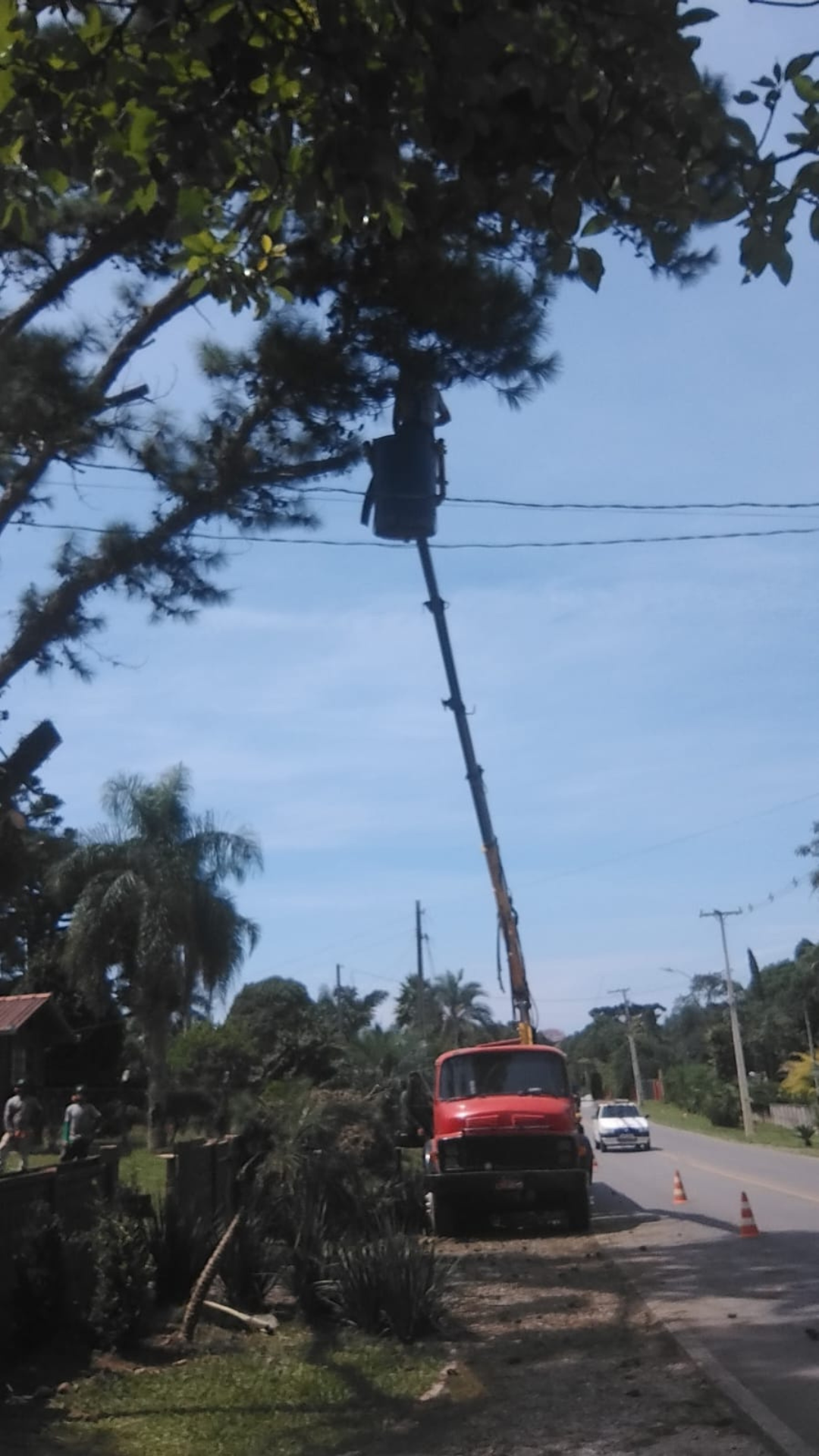 Corte e Poda de Árvores em Curitiba e Região Metropolitana