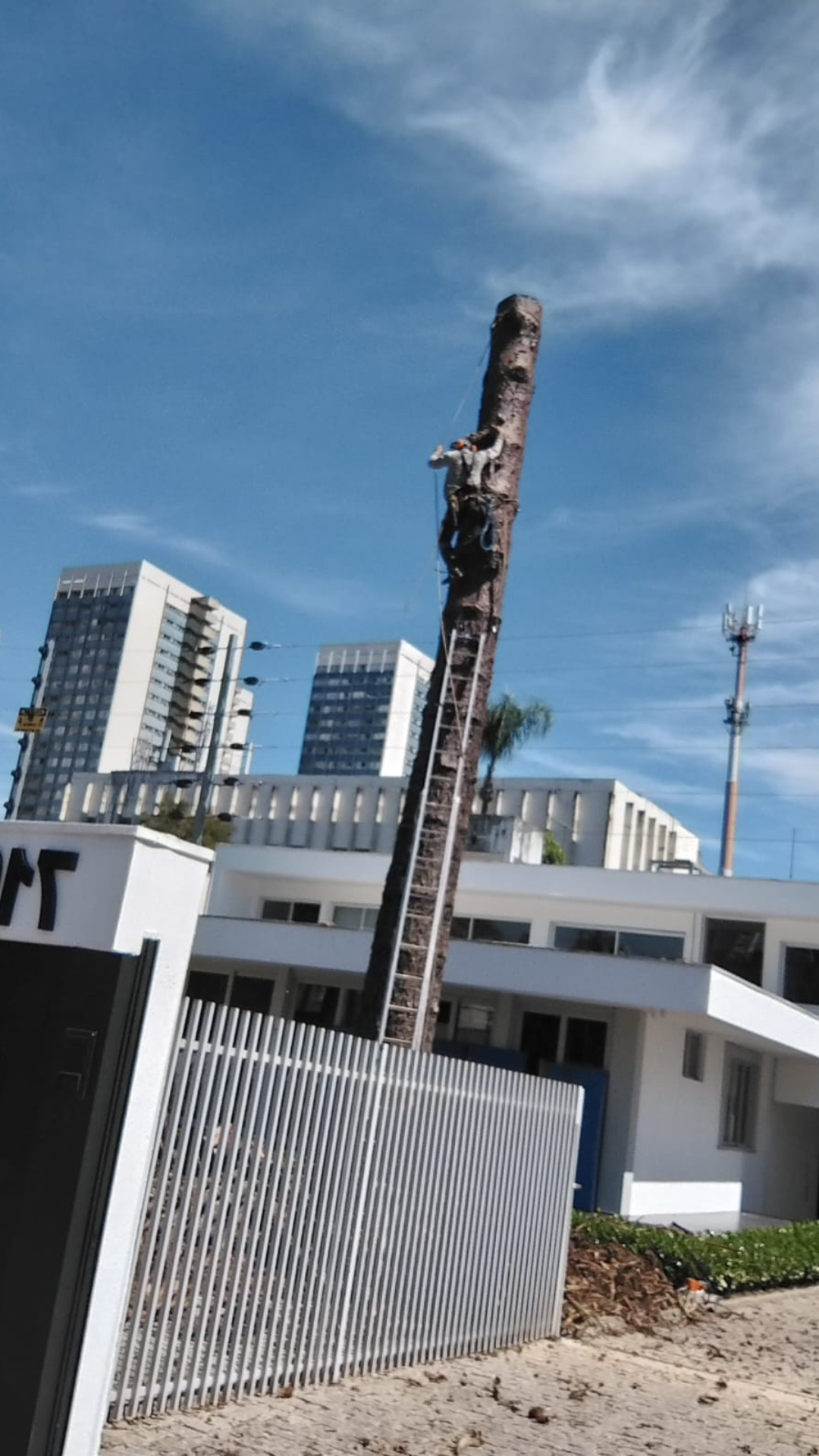 Corte e Poda de Árvores em Curitiba e Região Metropolitana