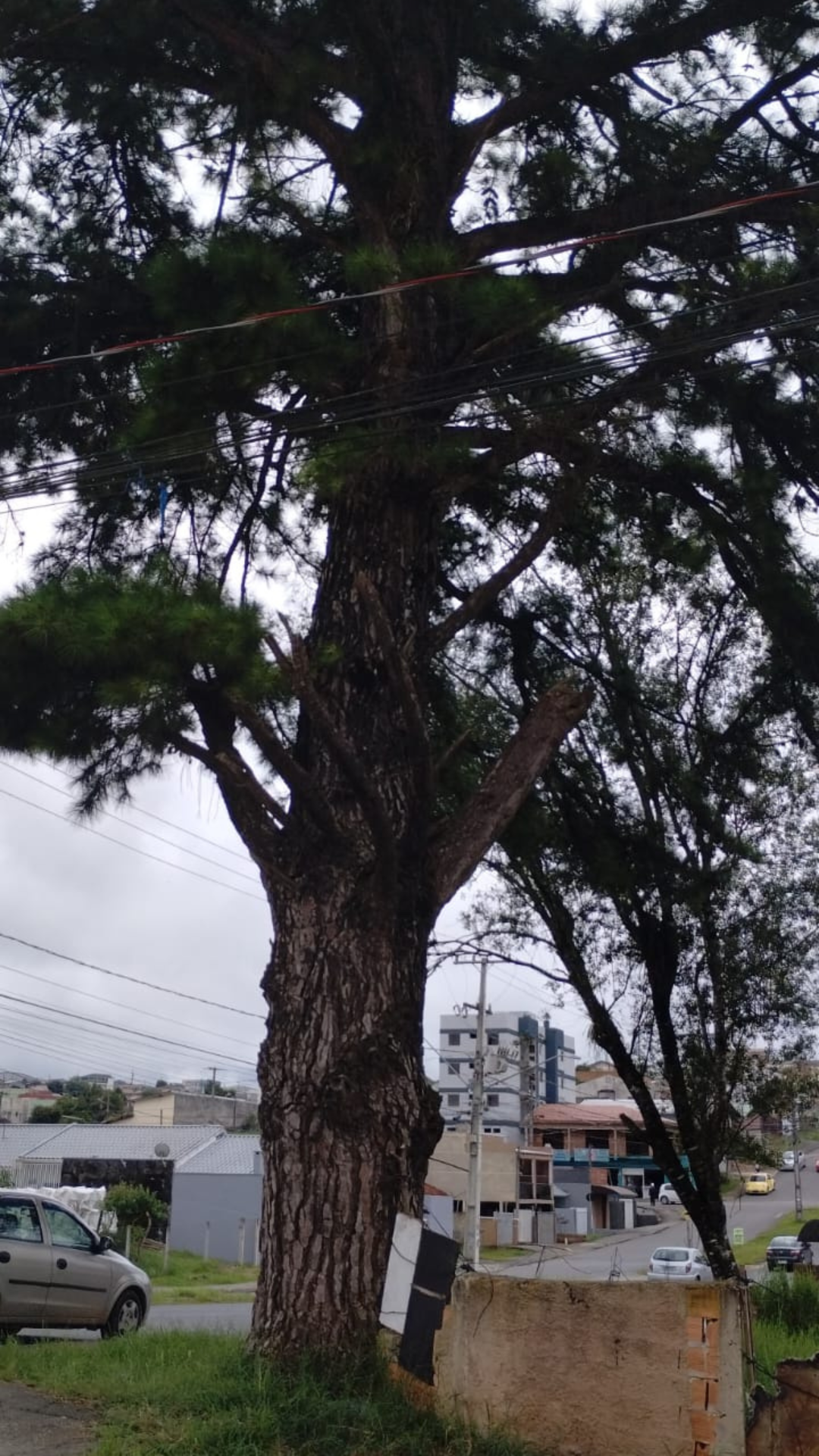 Corte e Poda de Árvores em Curitiba e Região Metropolitana