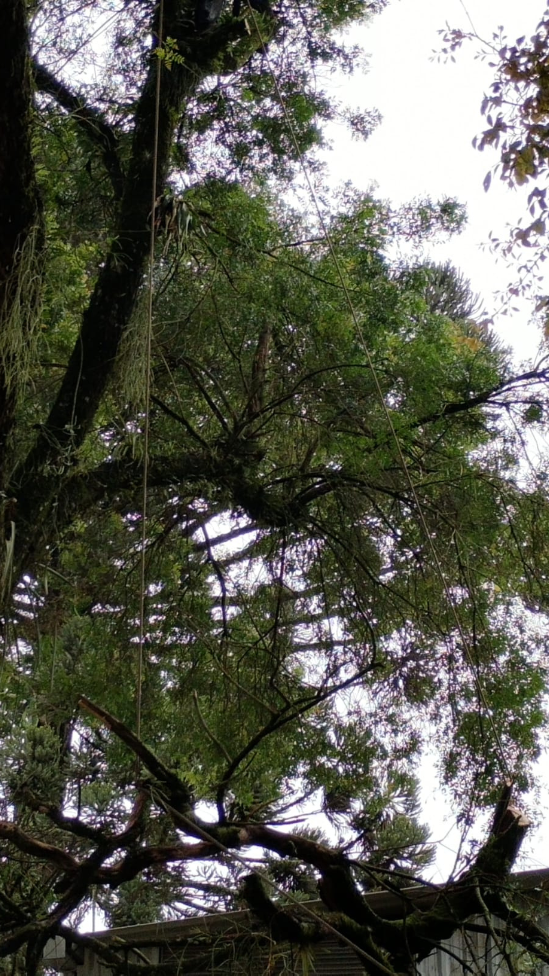 Corte e Poda de Árvores em Curitiba e Região Metropolitana