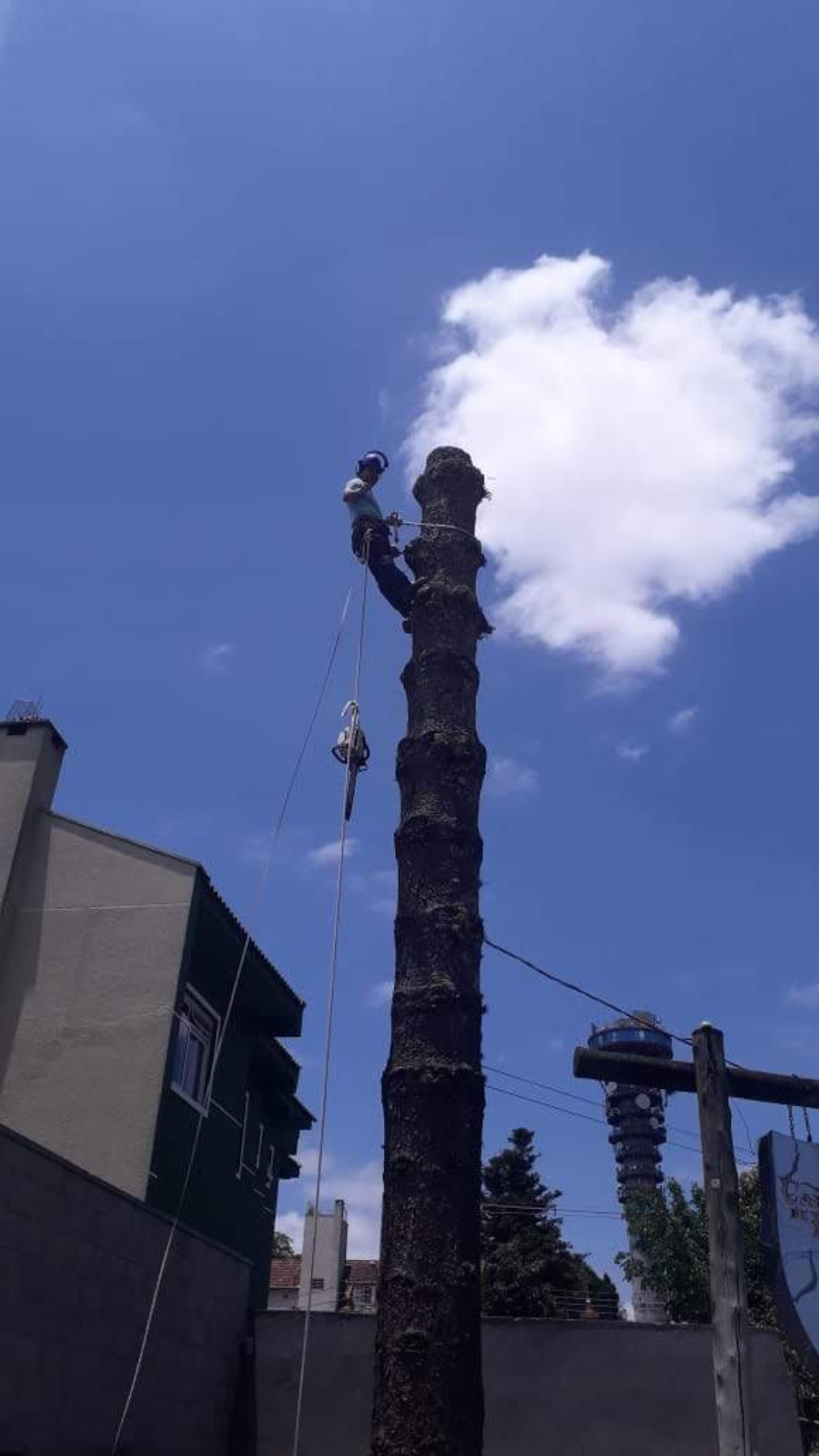Corte e Poda de Árvores em Curitiba e Região Metropolitana