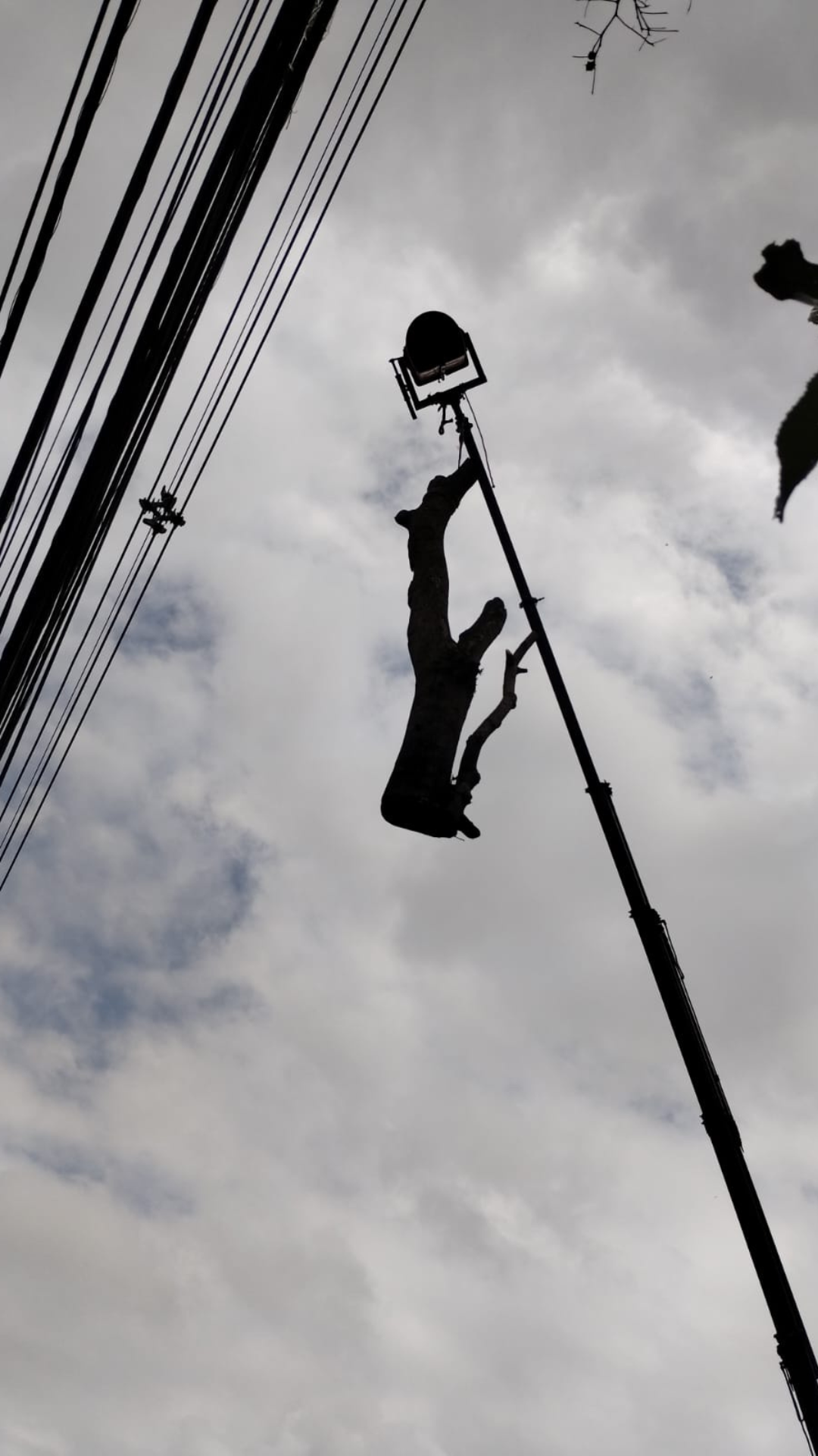 Corte e Poda de Árvores em Curitiba e Região Metropolitana