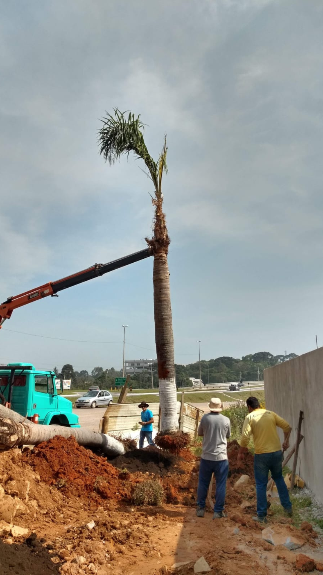 Corte e Poda de Árvores em Curitiba e Região Metropolitana